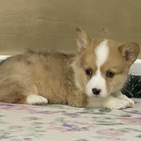 Bambi, a female Pembroke Welsh Corgi for sale in Fennimore, WI – Photo 1 of 10