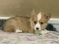 Bambi, a female Pembroke Welsh Corgi for sale in Fennimore, WI – Photo 1 of 10