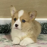 Bambi, a female Pembroke Welsh Corgi for sale in Fennimore, WI – Photo 5 of 10