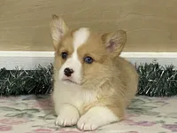 Bambi, a female Pembroke Welsh Corgi for sale in Fennimore, WI – Photo 5 of 10