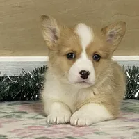 Bambi, a female Pembroke Welsh Corgi for sale in Fennimore, WI – Photo 7 of 10