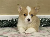 Bambi, a female Pembroke Welsh Corgi for sale in Fennimore, WI – Photo 7 of 10