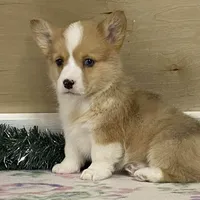 Bambi, a female Pembroke Welsh Corgi for sale in Fennimore, WI – Photo 3 of 10