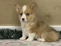 Bambi, a female Pembroke Welsh Corgi for sale in Fennimore, WI – Photo 3 of 10