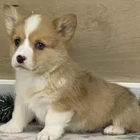 Bambi, a female Pembroke Welsh Corgi for sale in Fennimore, WI – Photo 6 of 10