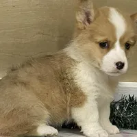 Bambi, a female Pembroke Welsh Corgi for sale in Fennimore, WI – Photo 9 of 10