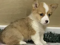 Bambi, a female Pembroke Welsh Corgi for sale in Fennimore, WI – Photo 9 of 10