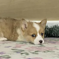 Bambi, a female Pembroke Welsh Corgi for sale in Fennimore, WI – Photo 8 of 10