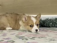 Bambi, a female Pembroke Welsh Corgi for sale in Fennimore, WI – Photo 8 of 10