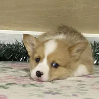 Bambi, a female Pembroke Welsh Corgi for sale in Fennimore, WI – Photo 4 of 10