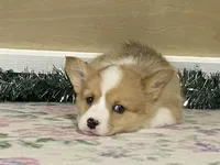 Bambi, a female Pembroke Welsh Corgi for sale in Fennimore, WI – Photo 4 of 10