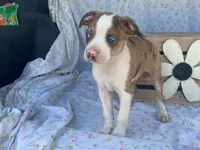 Chuck, a male Boston Terrier and Fox Terrier for sale in Fennimore, WI – 3 of 10