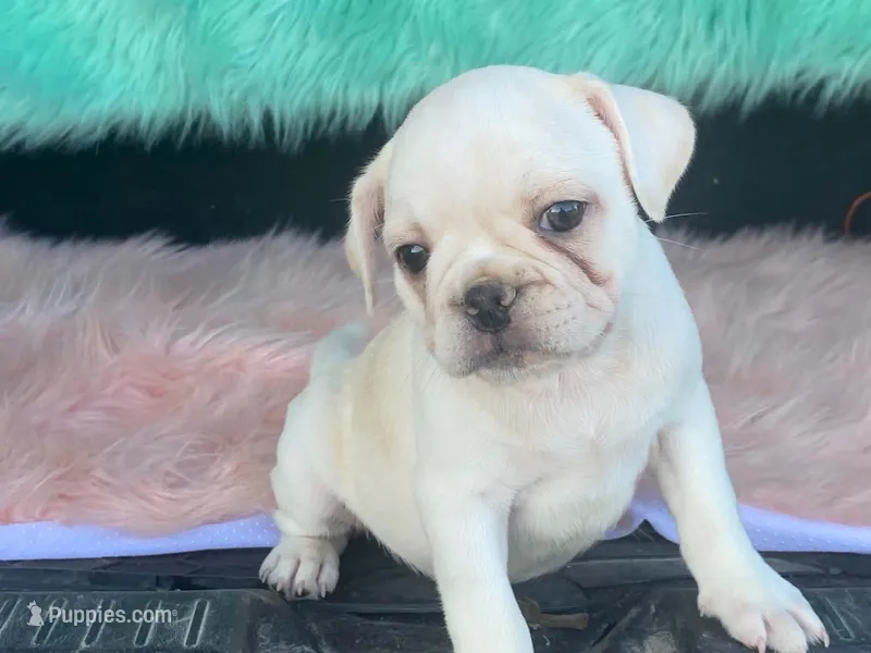 Snowball – French Bulldog, Pug puppy for sale in Fennimore, WI