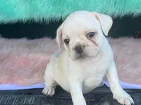 Snowball, a male French Bulldog and Pug for sale in Fennimore, WI – 1 of 10