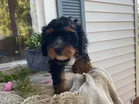 Teddy, a male Cavapoo for sale in Fennimore, WI – 7 of 10