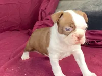 Hershey, a female Boston Terrier for sale in Fennimore, WI – 4 of 7