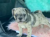 Charlie, a male French Bulldog and Pug for sale in Fennimore, WI – 2 of 10