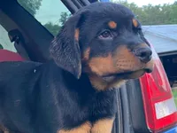 Popey, a male Rottweiler for sale in Fennimore, WI – 5 of 7