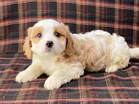 Aladdin, a male Cavachon for sale in Fennimore, WI – 3 of 10