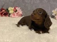 Fudge, a male Dachshund for sale in Fennimore, WI – Photo 7 of 9