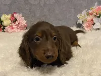 Fudge, a male Dachshund for sale in Fennimore, WI – Photo 8 of 9