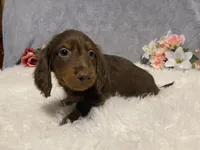 Fudge, a male Dachshund for sale in Fennimore, WI – Photo 2 of 9