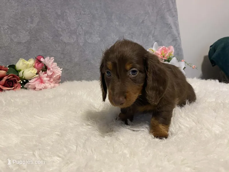 Fudge – Dachshund puppy for sale in Fennimore, WI