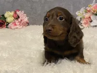 Fudge, a male Dachshund for sale in Fennimore, WI – Photo 4 of 9