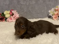 Fudge, a male Dachshund for sale in Fennimore, WI – Photo 3 of 9