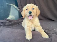 Lola, a female Golden Retriever for sale in Fennimore, WI – 9 of 10