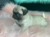 Cha Cha, a female Pug for sale in Fennimore, WI – 7 of 7