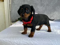 June, a female Dachshund for sale in Fennimore, WI – 6 of 9
