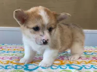 Pearl, a female Pembroke Welsh Corgi for sale in Fennimore, WI – 10 of 10