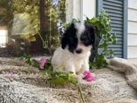petunia, a female Cavapoo for sale in Fennimore, WI – 10 of 10