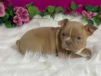 Zasha, a female Frenchton for sale in Fennimore, WI – 6 of 10