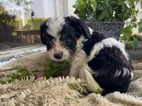 Ricky, a male Cavapoo for sale in Fennimore, WI – 2 of 9
