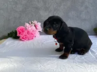 April, a female Dachshund for sale in Fennimore, WI – 8 of 9