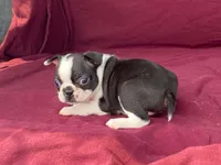 Lucy, a female Boston Terrier for sale in Fennimore, WI – 7 of 8
