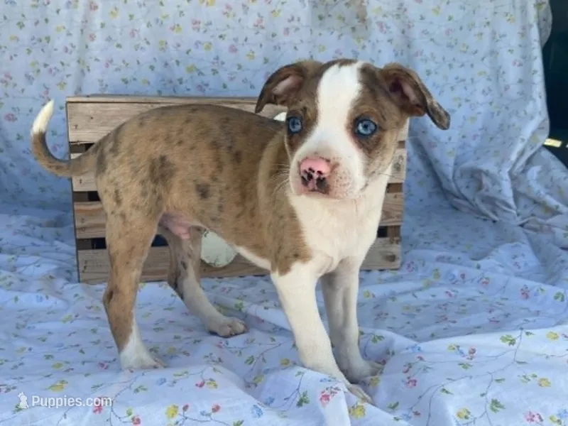 Chuck – Boston Terrier, Fox Terrier puppy for sale in Fennimore, WI