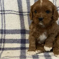 Lincoln, a male Cavapoo for sale in Fennimore, WI – Photo 7 of 9