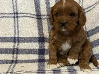 Lincoln, a male Cavapoo for sale in Fennimore, WI – Photo 7 of 9