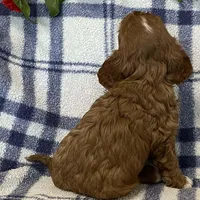 Lincoln, a male Cavapoo for sale in Fennimore, WI – Photo 5 of 9