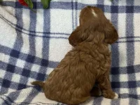 Lincoln, a male Cavapoo for sale in Fennimore, WI – Photo 5 of 9