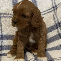 Lincoln, a male Cavapoo for sale in Fennimore, WI – Photo 8 of 9