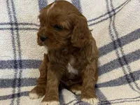 Lincoln, a male Cavapoo for sale in Fennimore, WI – Photo 8 of 9