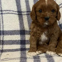 Lincoln, a male Cavapoo for sale in Fennimore, WI – Photo 9 of 9