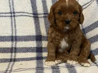 Lincoln, a male Cavapoo for sale in Fennimore, WI – Photo 9 of 9