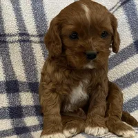 Lincoln, a male Cavapoo for sale in Fennimore, WI – Photo 6 of 9