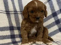 Lincoln, a male Cavapoo for sale in Fennimore, WI – Photo 6 of 9