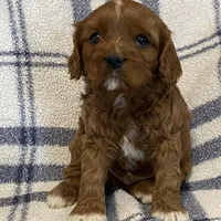 Lincoln, a male Cavapoo for sale in Fennimore, WI – Photo 3 of 9